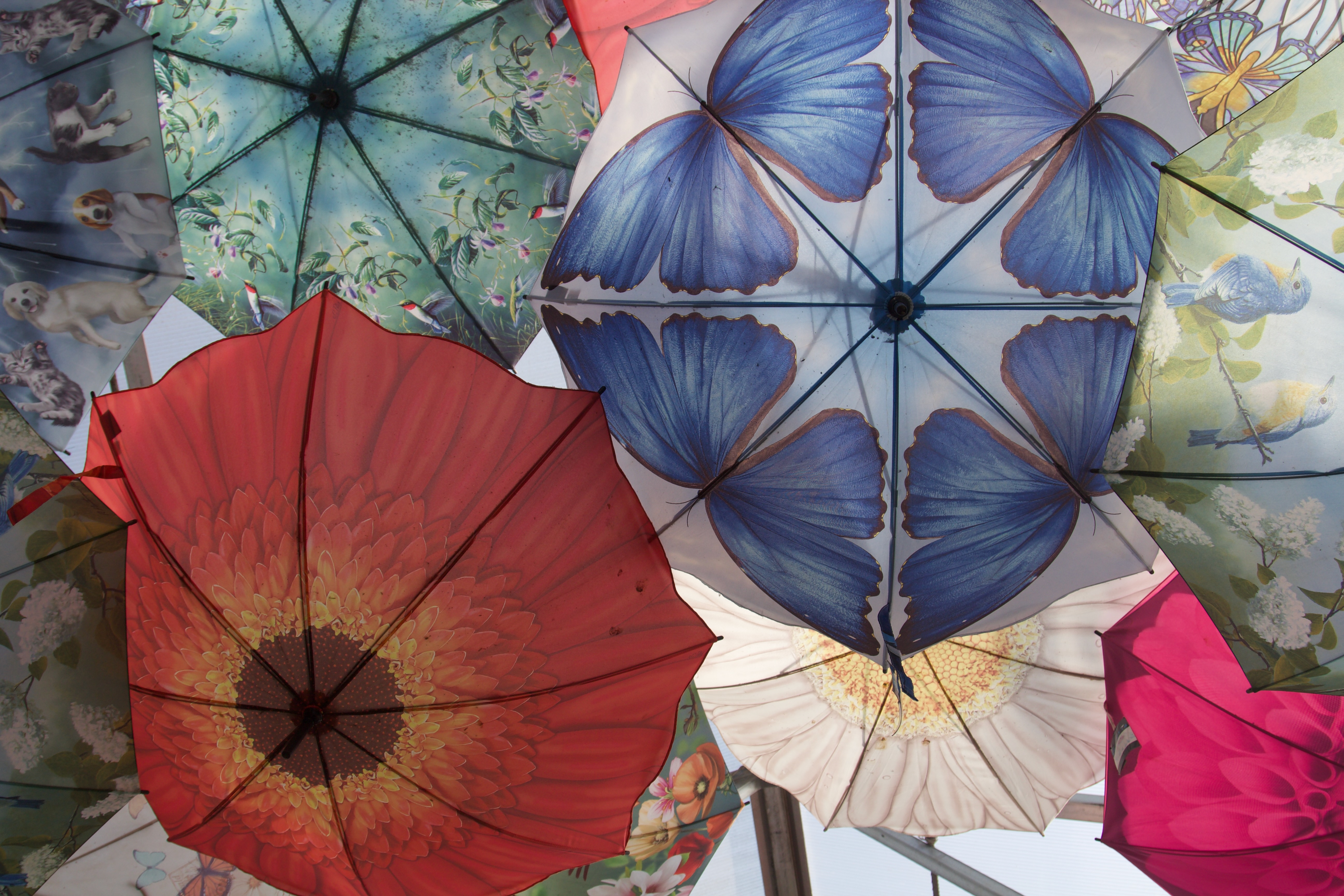 Umbrella Canopy