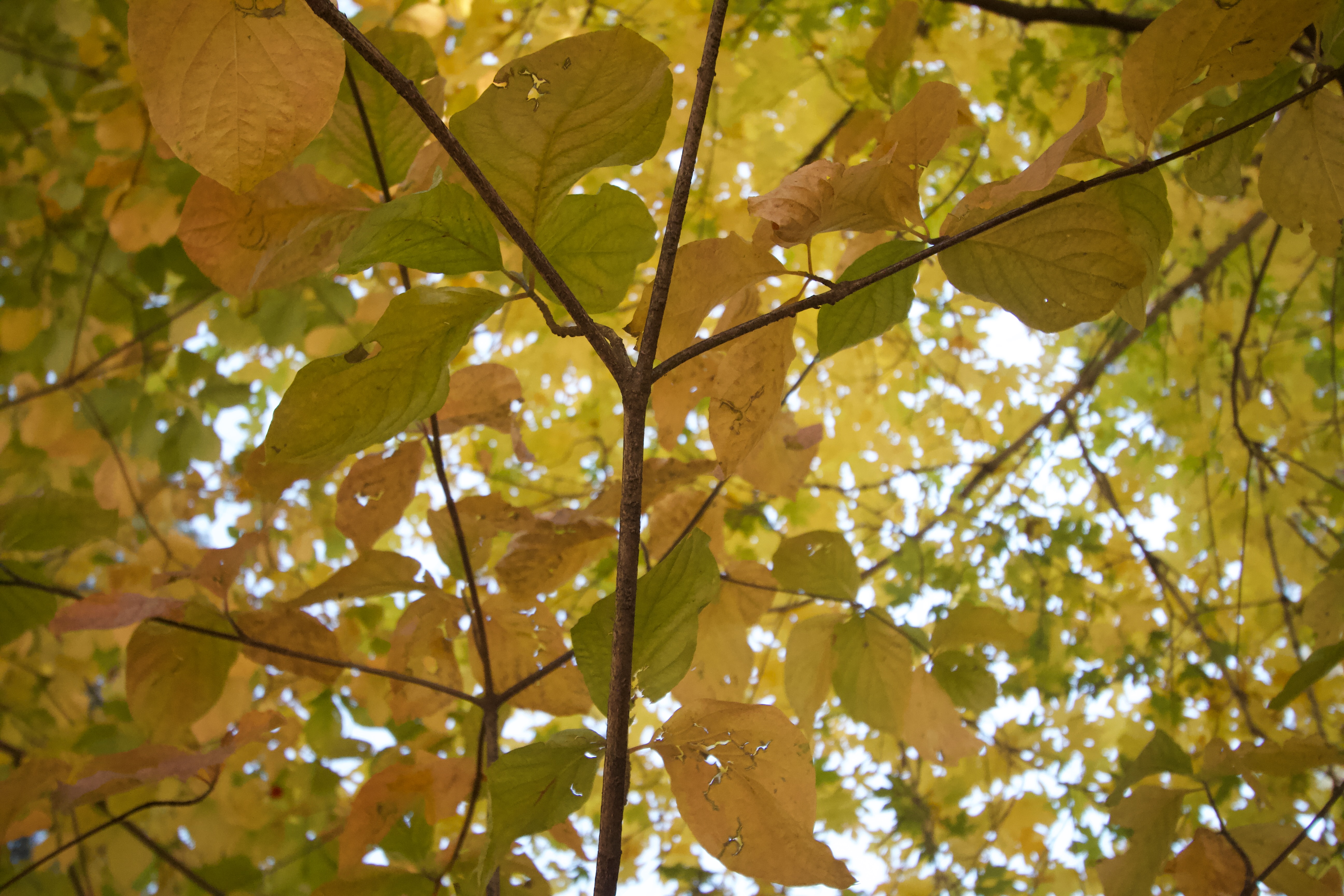 Golden Canopy
