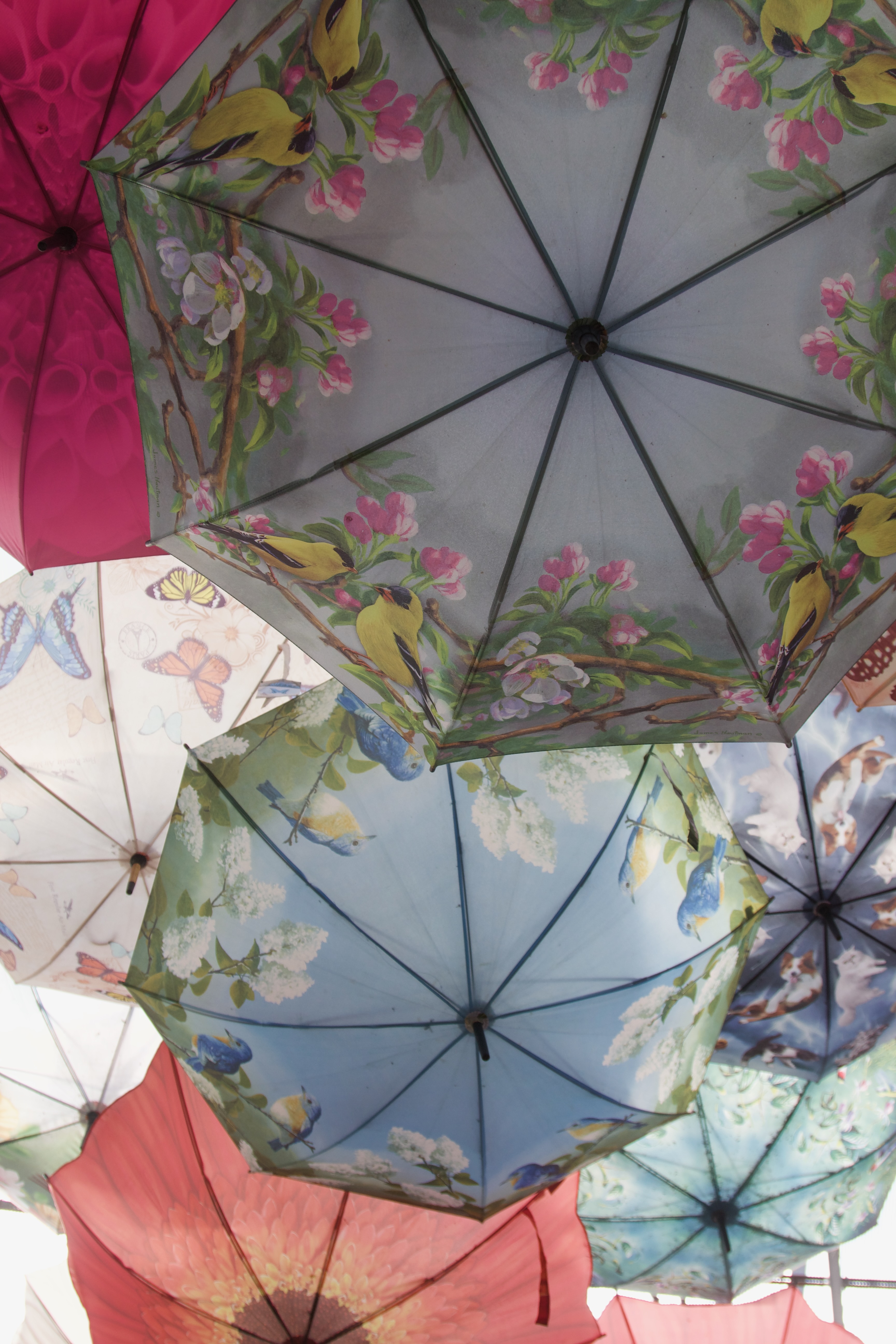 Floral Umbrellas