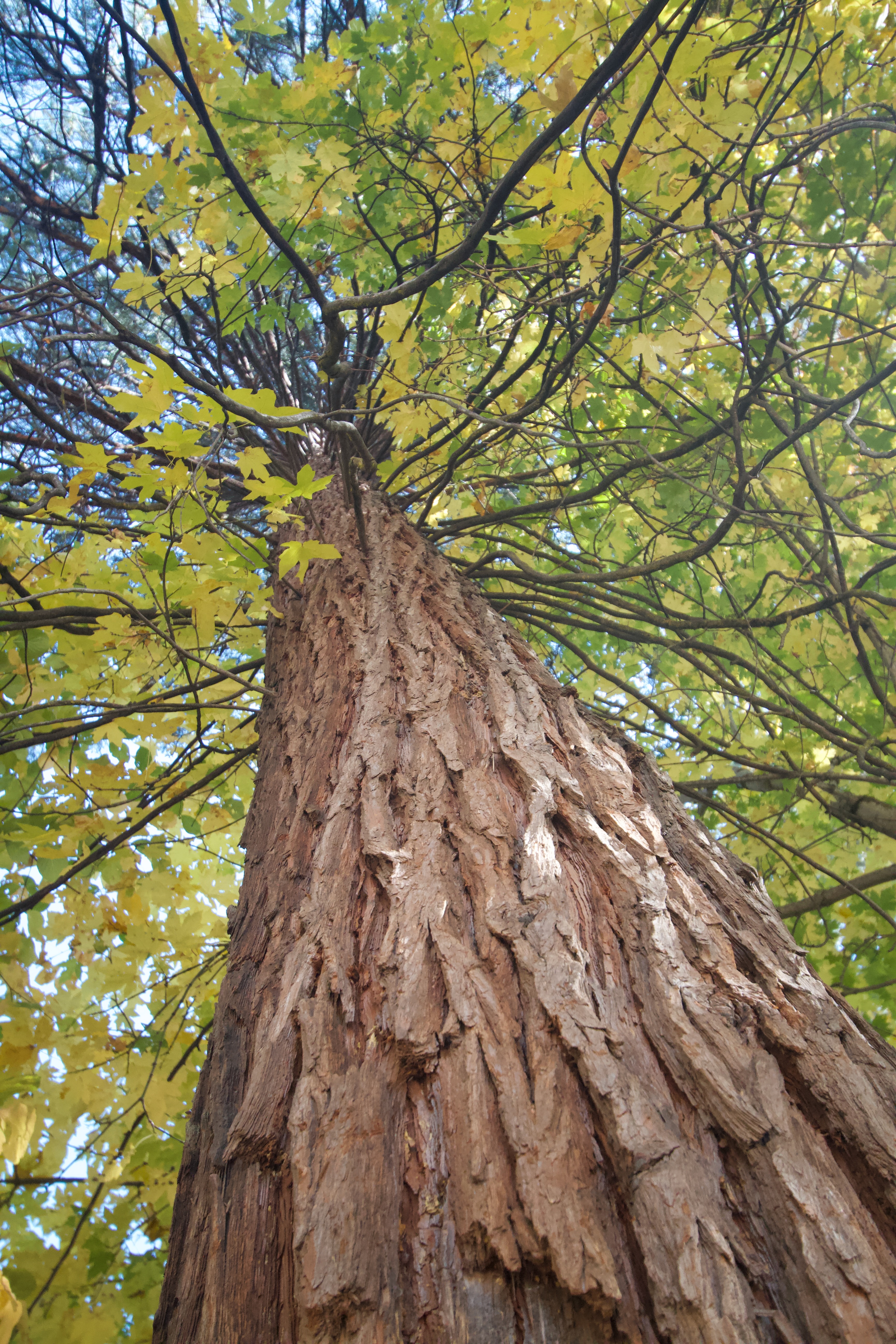 Maple Trunk