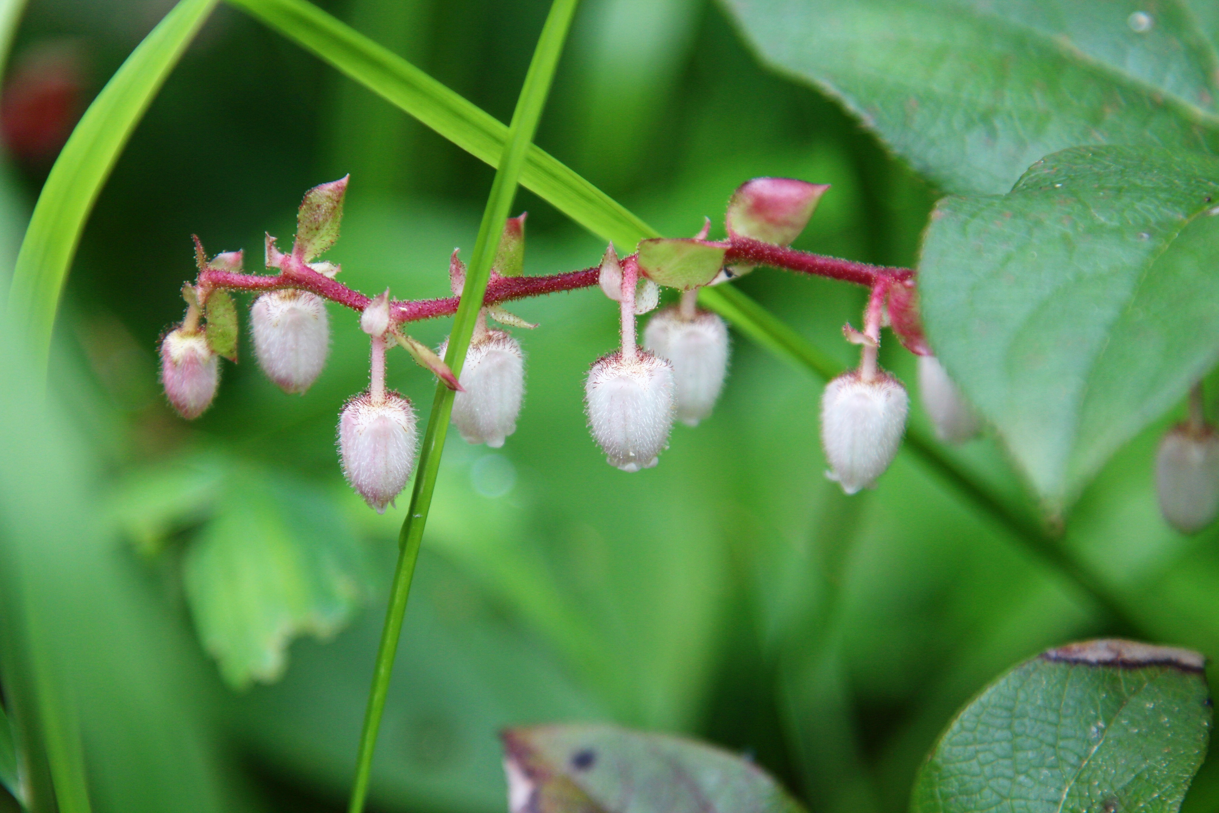 Bell Flowers
