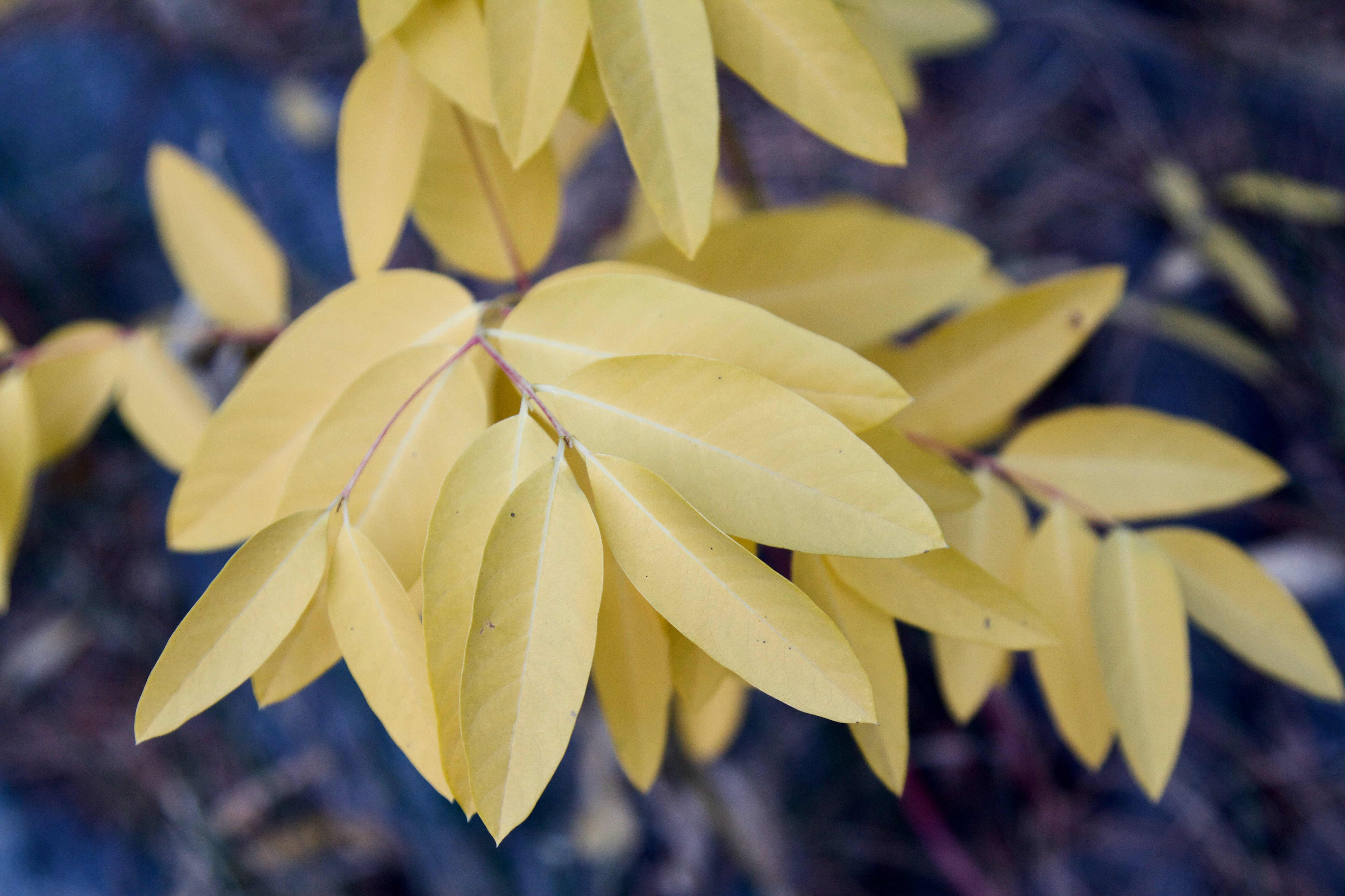 Yellow Foliage