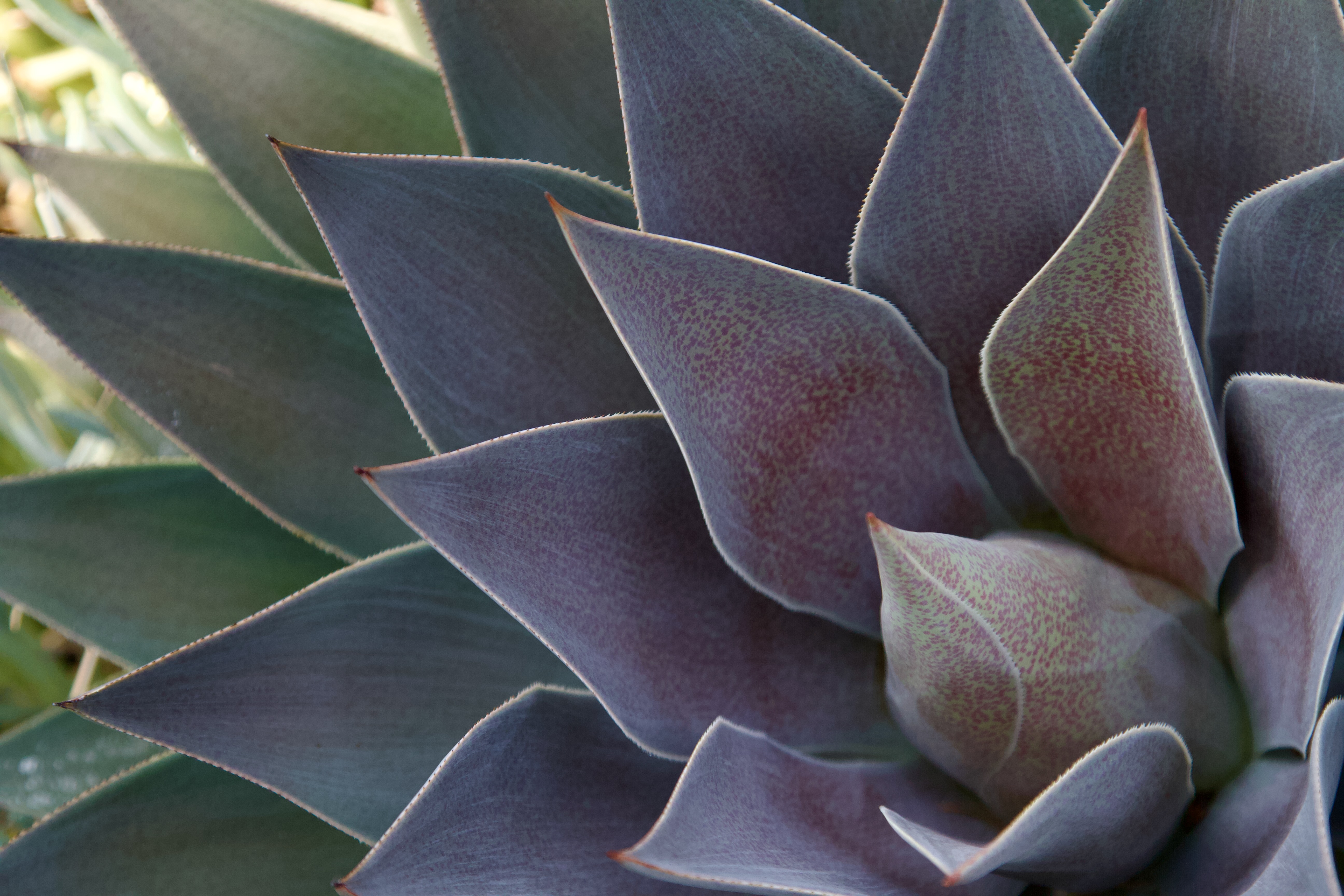 Succulent Rosette